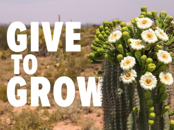 give to grow desert scene with cactus blooming